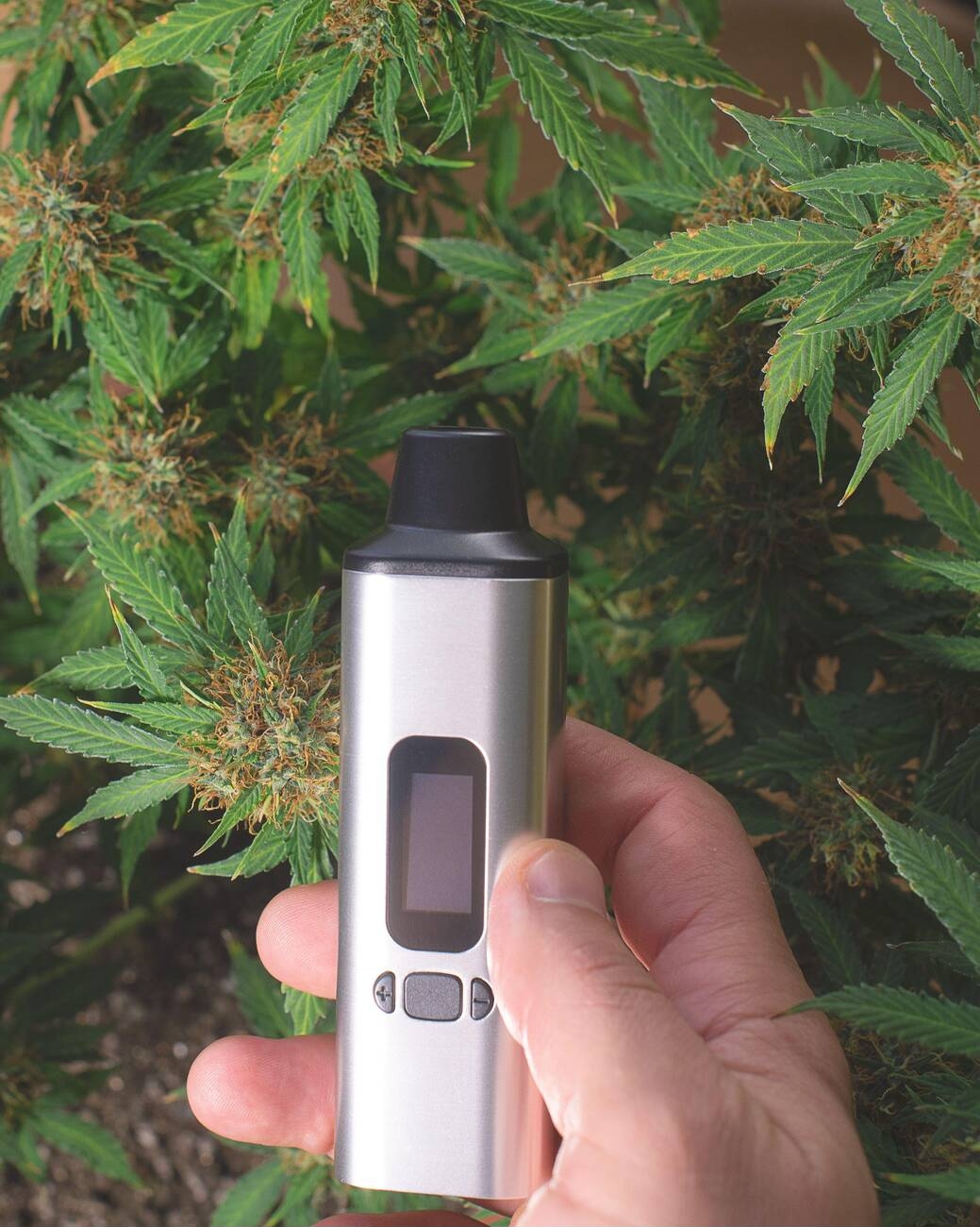Why You Should Invest In A Dry Herb Vape In 2024